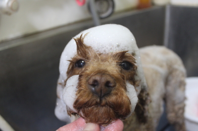 千葉県鎌ケ谷市のトイプードルのシャンプー画像