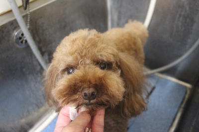 千葉県鎌ケ谷市のトイプードルの歯磨き画像