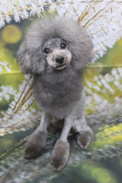 トイプードルブリーダーの成犬、トリミング画像