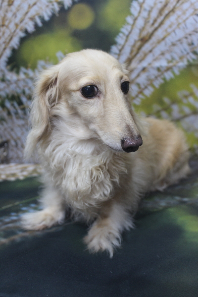 千葉県鎌ケ谷市のミニチュアダックスのトリミング前画像