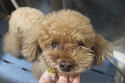 千葉県船橋市のトイプードルの歯磨き画像