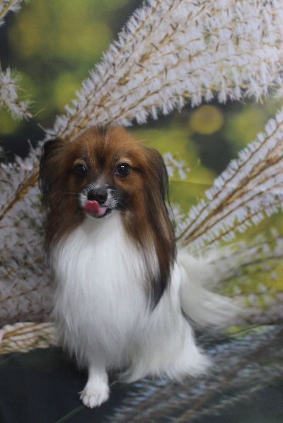 千葉県鎌ヶ谷市のパピヨンのトリミング前画像