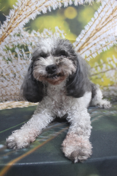 千葉県鎌ケ谷市のトイプードルのトリミング前画像