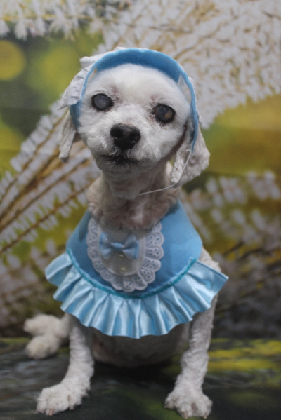 千葉県船橋市のトイプードルのトリミング画像