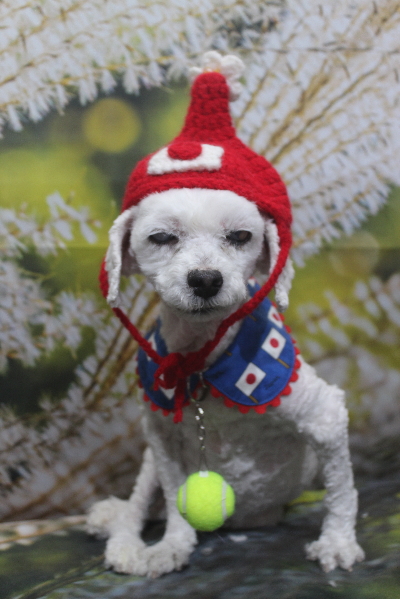 千葉県船橋市のトイプードルのトリミング画像