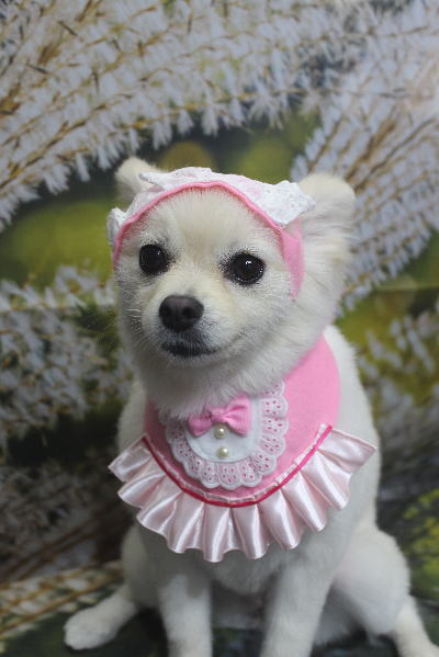 東京都港区のポメラニアンのトリミング画像