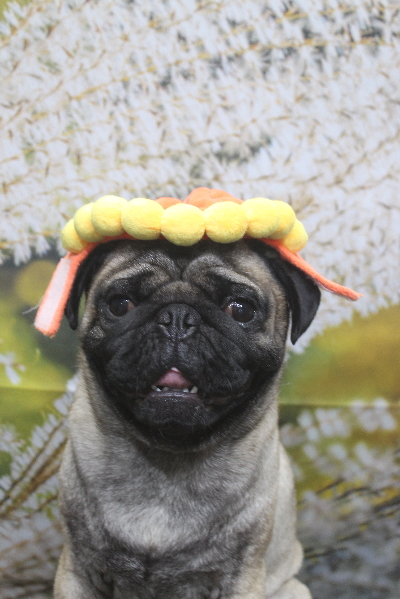 千葉県鎌ケ谷市のパグのトリミング画像