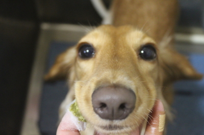千葉県船橋市のミニチュアダックスの歯磨き画像