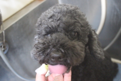千葉県松戸市のトイプードルの歯磨き画像