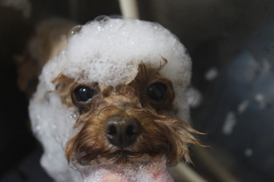 千葉県千葉市のトイプードルのシャンプー画像