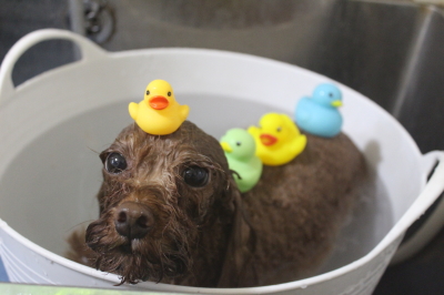 千葉県鎌ケ谷市のトイプードルの炭酸泉画像