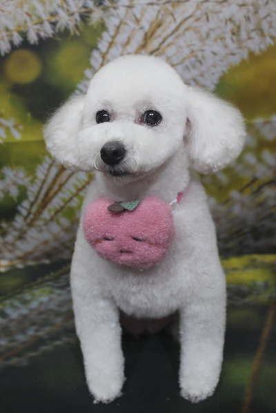 千葉県船橋市のトイプードルのトリミング画像