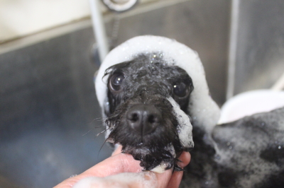 千葉県鎌ヶ谷市のトイプードルのシャンプー画像