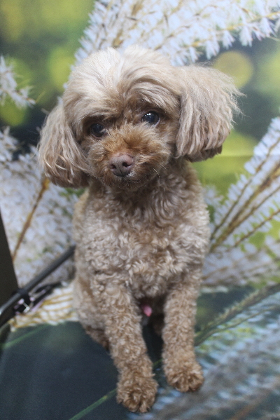 千葉県船橋市のトイプードルのトリミング前画像