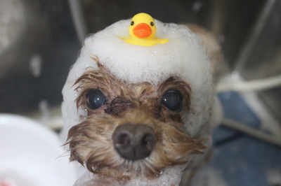 千葉県船橋市のトイプードルのシャンプー画像