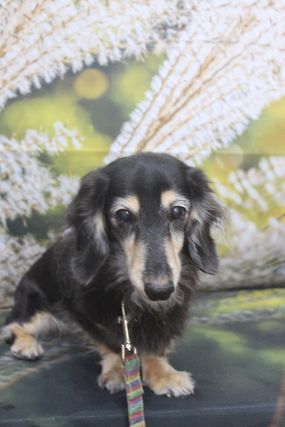 千葉県鎌ヶ谷市のミニチュアダックスのトリミング前画像