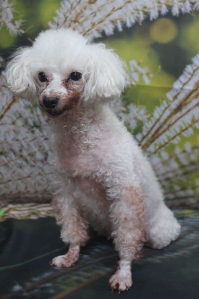 トイプードルブリーダーの成犬、トリミング前画像