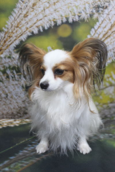 千葉県鎌ヶ谷市のパピヨンのトリミング前画像