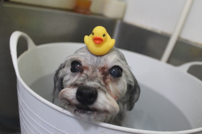 千葉県印西市のトイプードルの炭酸泉画像