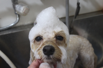 千葉県鎌ヶ谷市のミックス犬のシャンプー画像