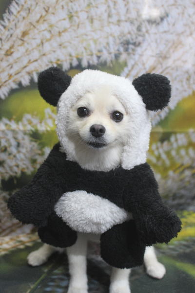 東京都港区のポメラニアンのトリミング画像