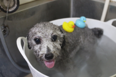 千葉県船橋市のトイプードルの炭酸泉画像