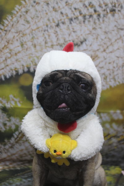 千葉県鎌ケ谷市のパグのトリミング画像