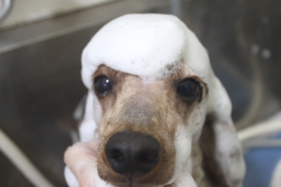 千葉県鎌ヶ谷市のトイプードルのシャンプー画像