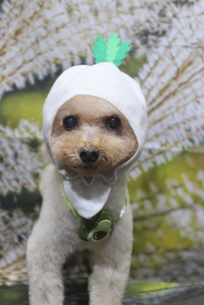 千葉県船橋市のトイプードルのトリミング画像