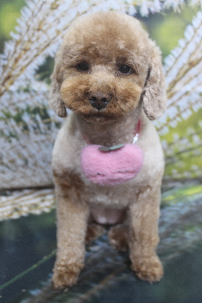 千葉県鎌ケ谷市のトイプードルのトリミング画像