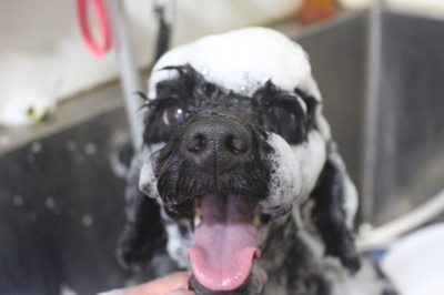 千葉県松戸市のトイプードルのシャンプー画像