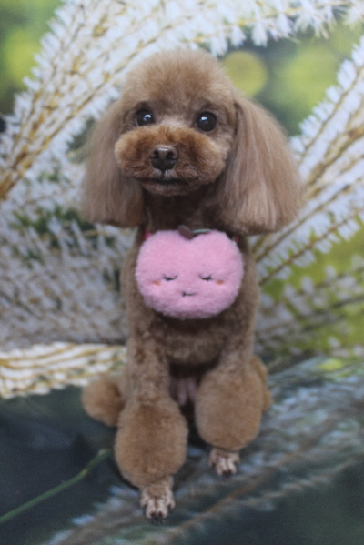 千葉県鎌ケ谷市のトイプードルのトリミング画像