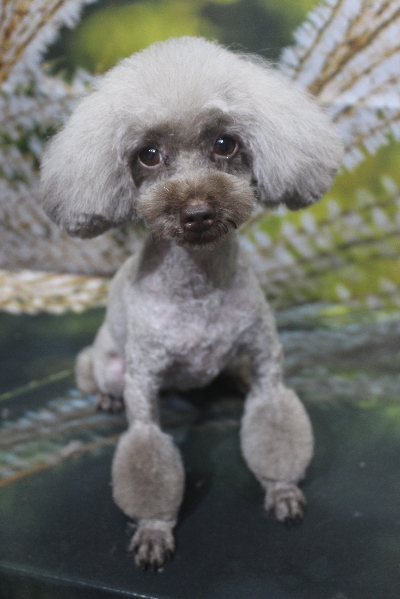 千葉県船橋市のトイプードルのトリミング画像