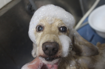 千葉県鎌ケ谷市のミニチュアダックスのシャンプー画像