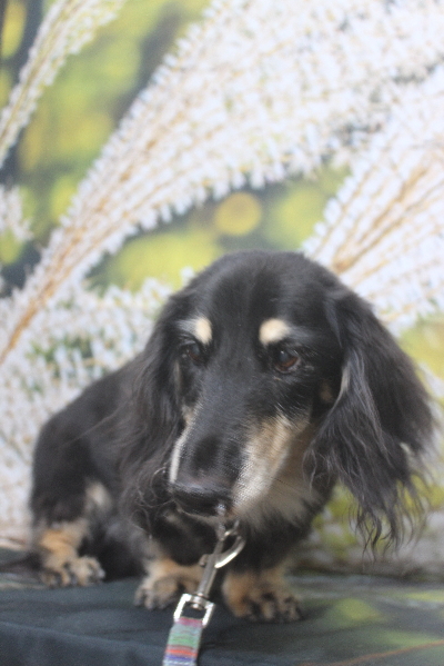 千葉県鎌ヶ谷市のミニチュアダックスのトリミング前画像