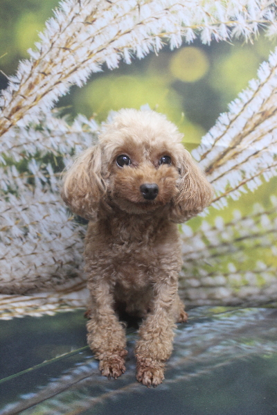 トイプードルブリーダーの成犬、トリミング前画像