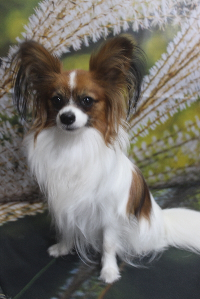 千葉県鎌ヶ谷市のパピヨンのトリミング前画像