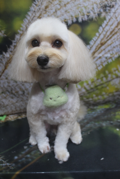 千葉県鎌ヶ谷市のミックス犬のトリミング画像