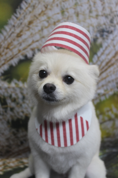 東京都港区のポメラニアンのトリミング画像