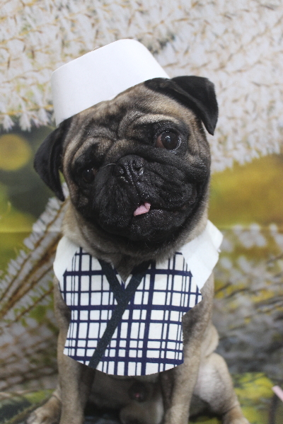 千葉県鎌ケ谷市のパグのトリミング画像