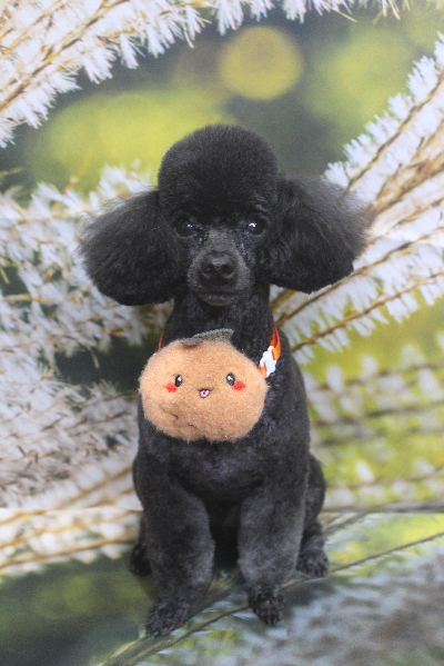 千葉県鎌ヶ谷市のトイプードルのトリミング画像