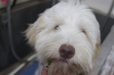 千葉県船橋市のオーストラリアンラブラドゥードルの歯磨き画像