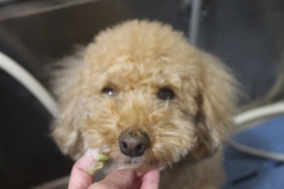千葉県船橋市のトイプードルの歯磨き画像
