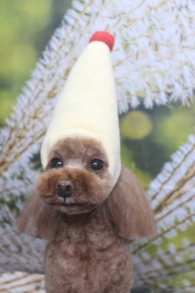 千葉県鎌ケ谷市のトイプードルのトリミング画像