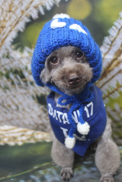 千葉県船橋市のトイプードルのトリミング画像