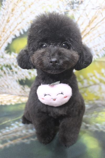 千葉県鎌ヶ谷市のトイプードルのトリミング画像