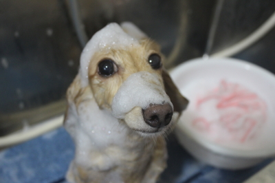 千葉県鎌ケ谷市のミニチュアダックスのシャンプー画像