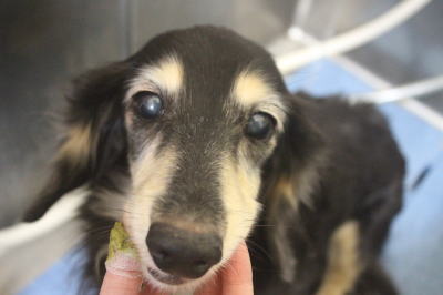 千葉県鎌ヶ谷市のミニチュアダックスの歯磨き画像