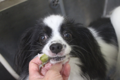 茨城県龍ヶ崎市のパピヨンの歯磨き画像
