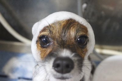 千葉県鎌ヶ谷市のパピヨンのシャンプー画像